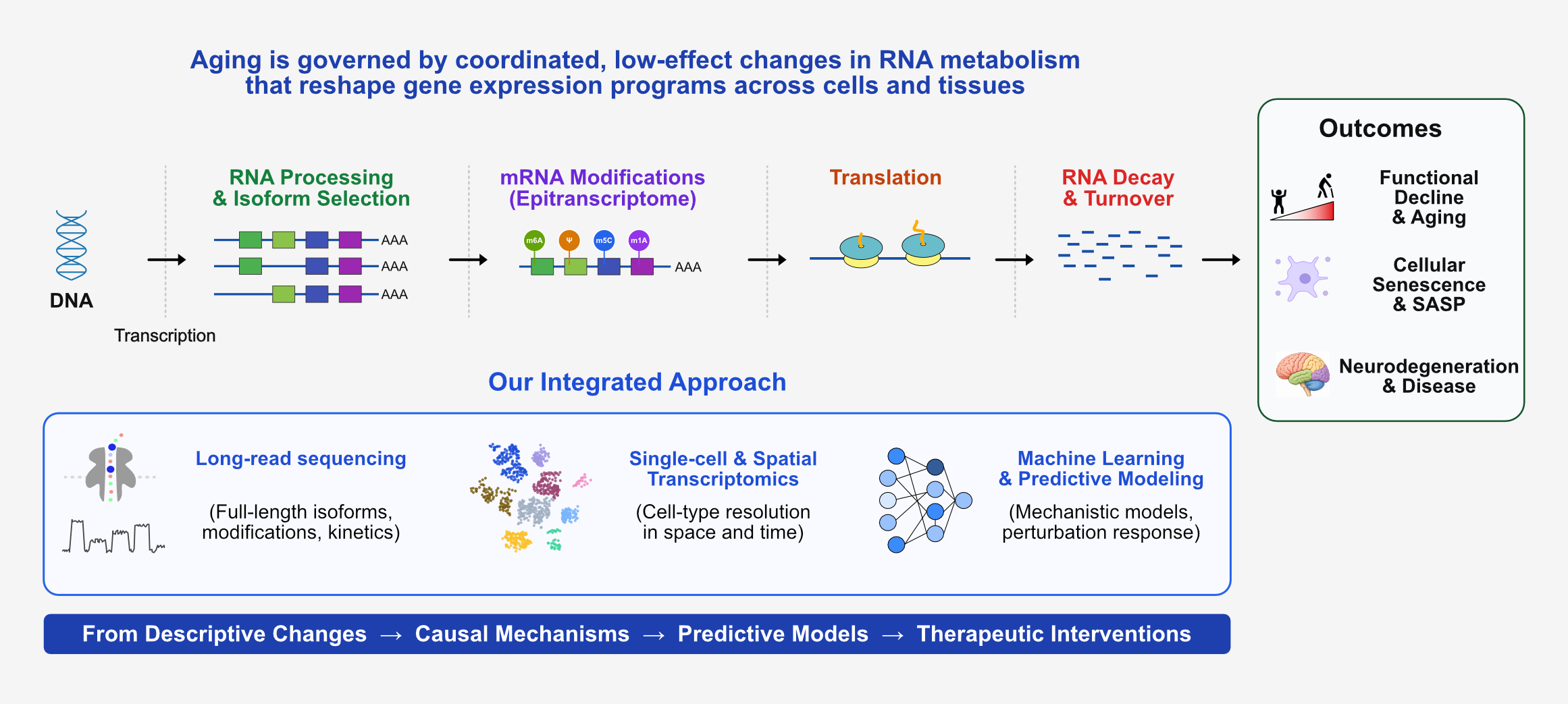 Schematic illustrating the lab's research framework. Top: a pipeline showing how DNA is transcribed and RNA undergoes RNA Processing and Isoform Selection, mRNA Modifications (Epitranscriptome), Translation, and RNA Decay and Turnover — with outcomes including Functional Decline and Aging, Cellular Senescence and SASP, and Neurodegeneration and Disease. Bottom: the integrated approach combining Long-read Sequencing (full-length isoforms, modifications, kinetics), Single-cell and Spatial Transcriptomics (cell-type resolution in space and time), and Machine Learning and Predictive Modeling (mechanistic models, perturbation response). The overarching theme states: Aging is governed by coordinated, low-effect changes in RNA metabolism that reshape gene expression programs across cells and tissues, progressing From Descriptive Changes to Causal Mechanisms to Predictive Models to Therapeutic Interventions.